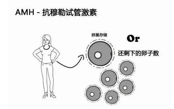 AMH代表卵巢的储备功能