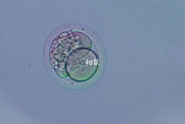 囊胚移植前后注意事项参考