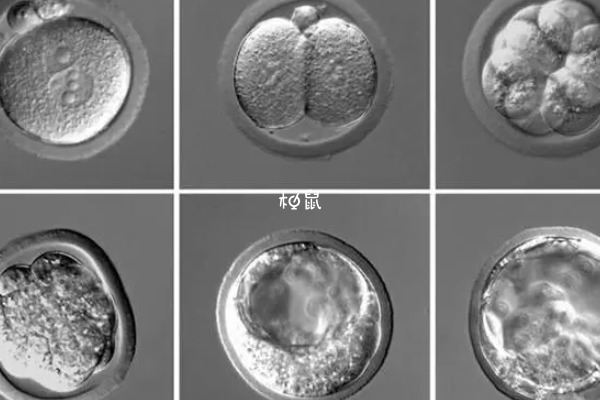 5cc胚胎和4ab其实都不错