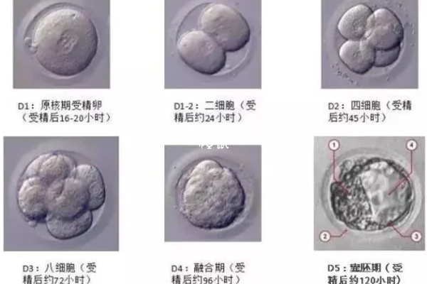 营养均衡可以提高试管成功率