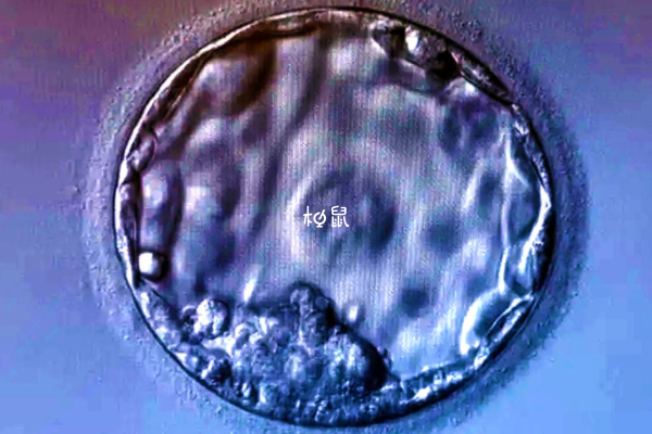 试管第一次失败第二次有机会成功