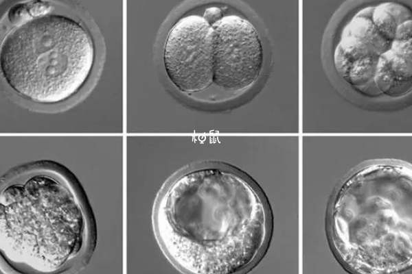 养囊的胚胎有好有坏