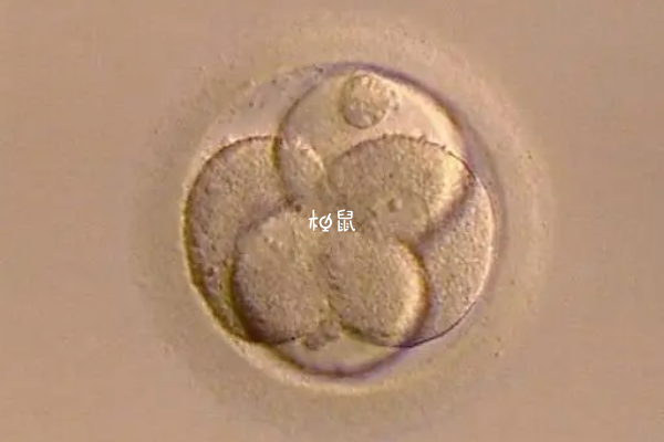 优质胚胎多次不着床可能是医生技术不好